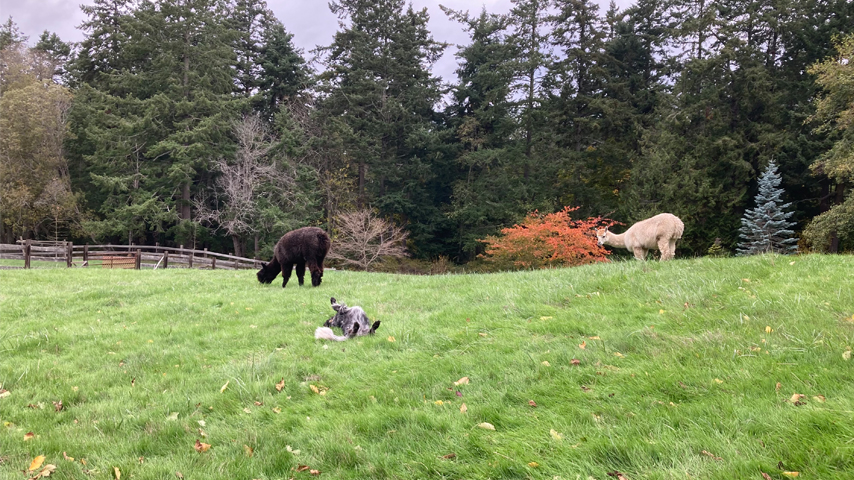 audrey and alpacas